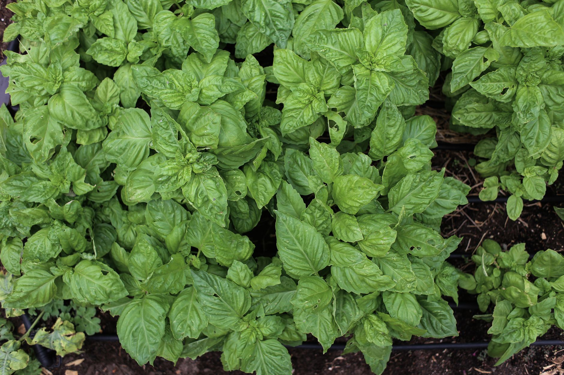 Hojas frescas de albahaca en primer plano mostrando su textura brillante