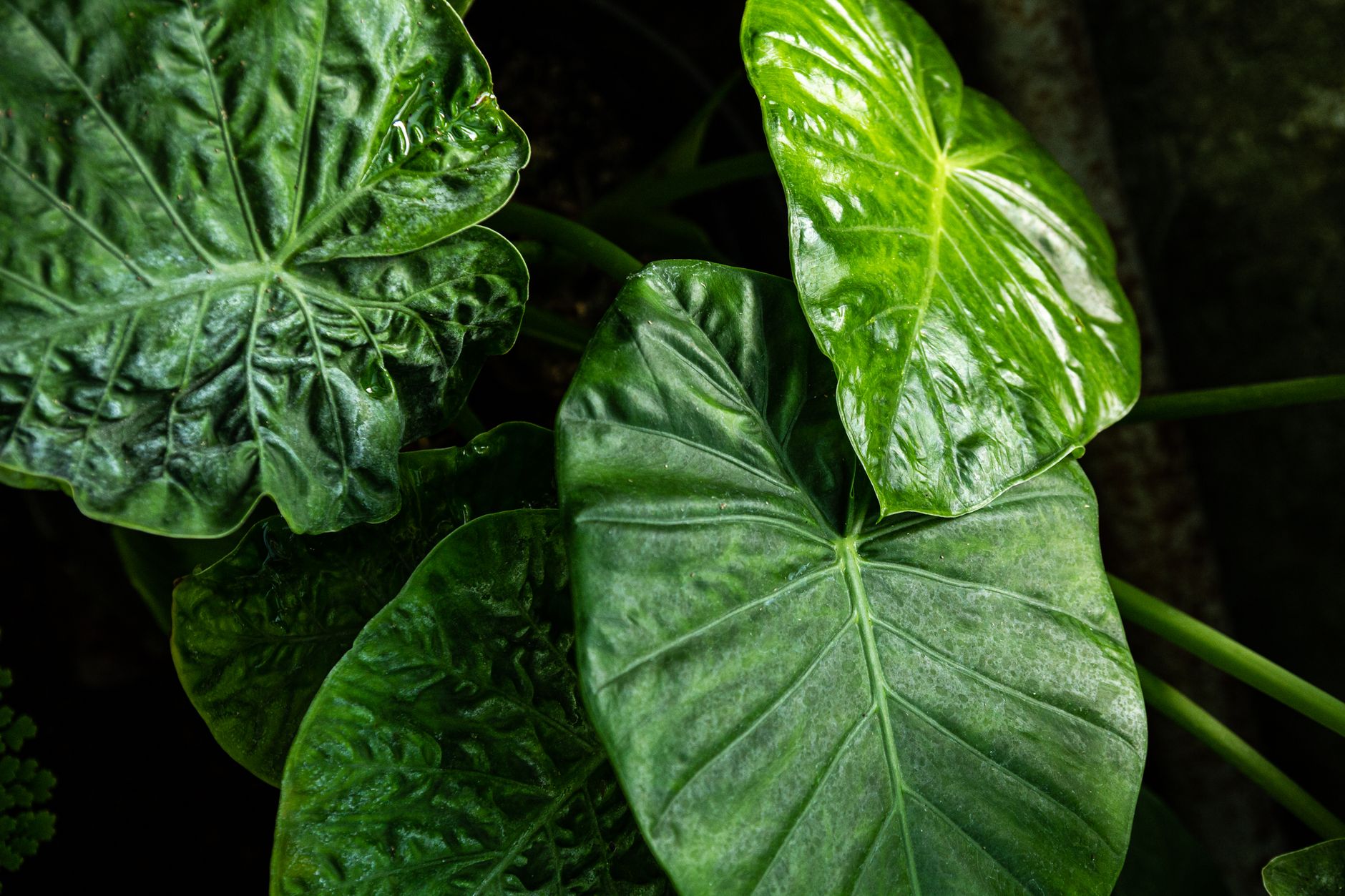 Alocasia