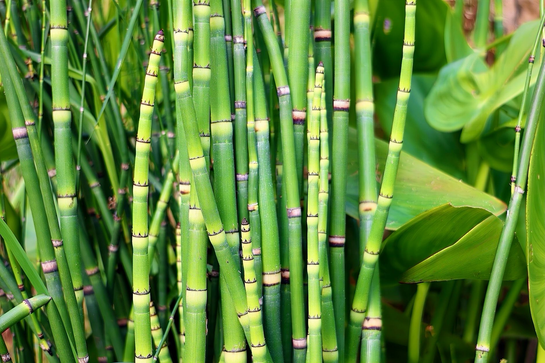 Detalle de tallos verdes segmentados y hojas de bambú de la suerte Dracaena sanderiana