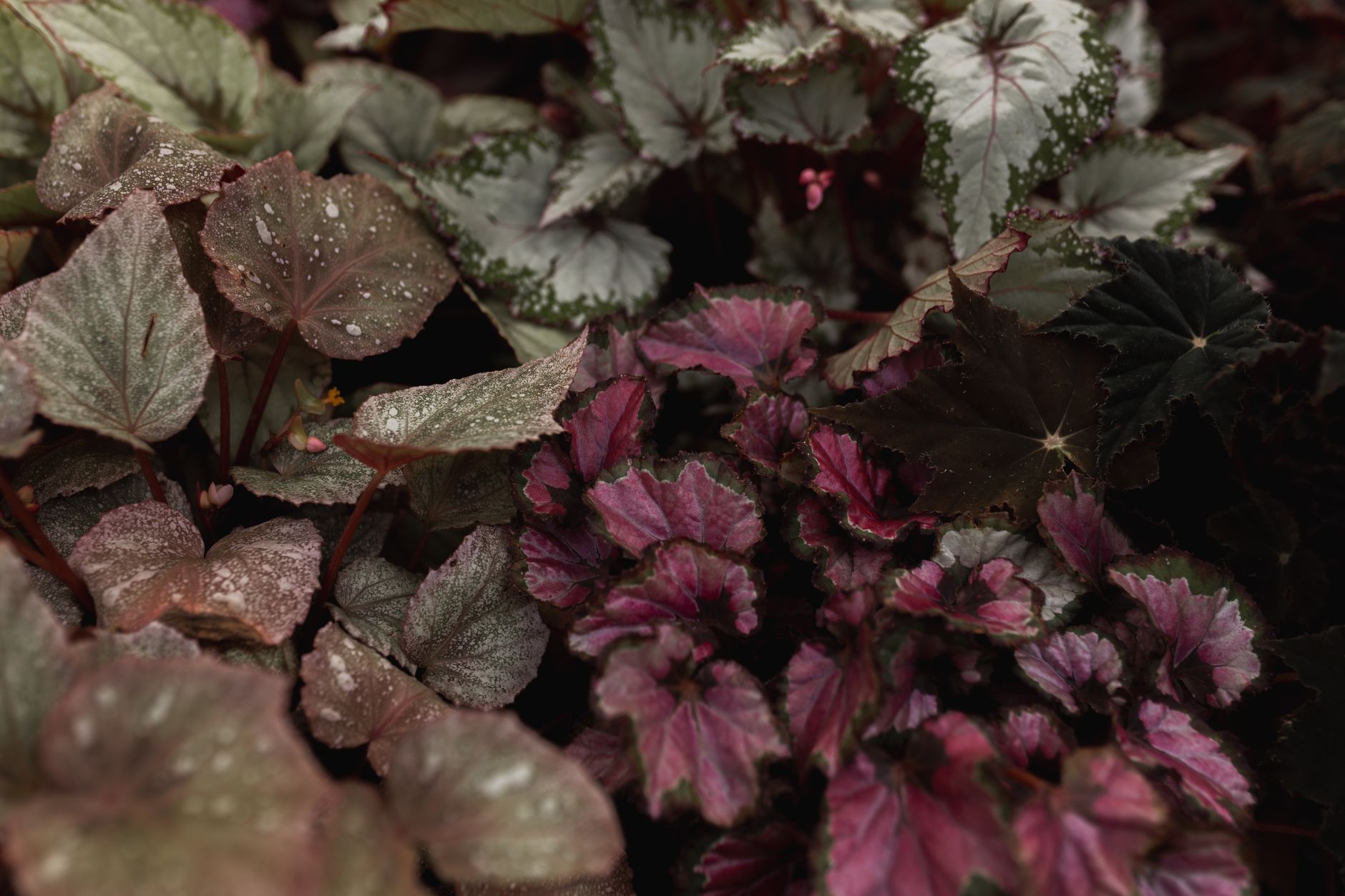 Begonia Rex