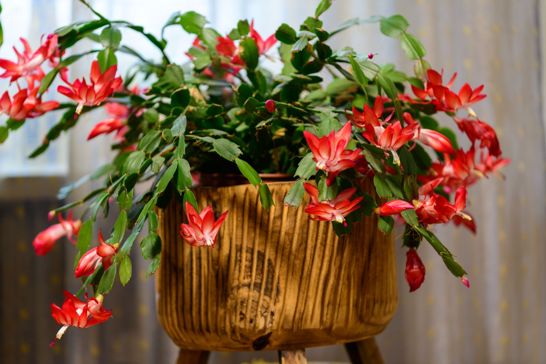 Cactus de Navidad Schlumbergera con flores abiertas en maceta de interior