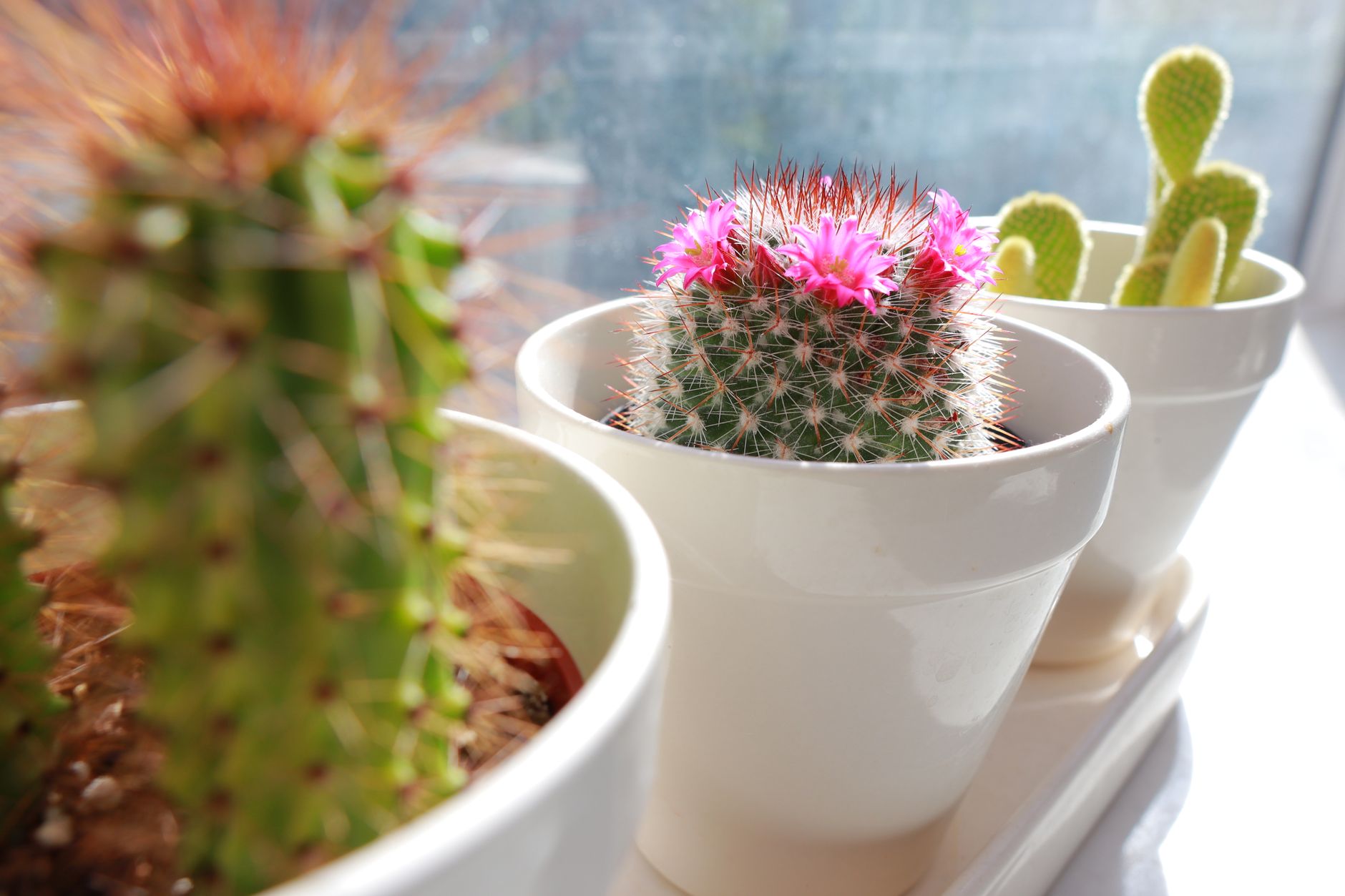 Cactus de Navidad con flor rosa en ventana de interior