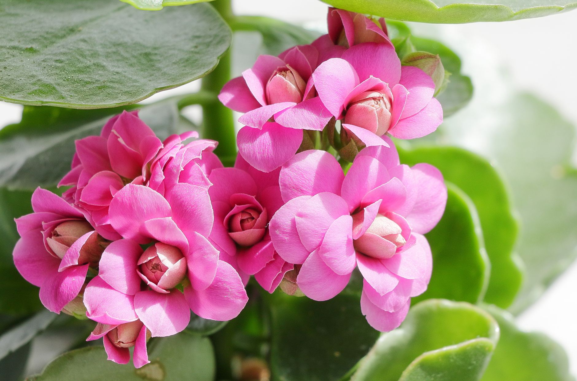 Calancoe planta suculenta con flores