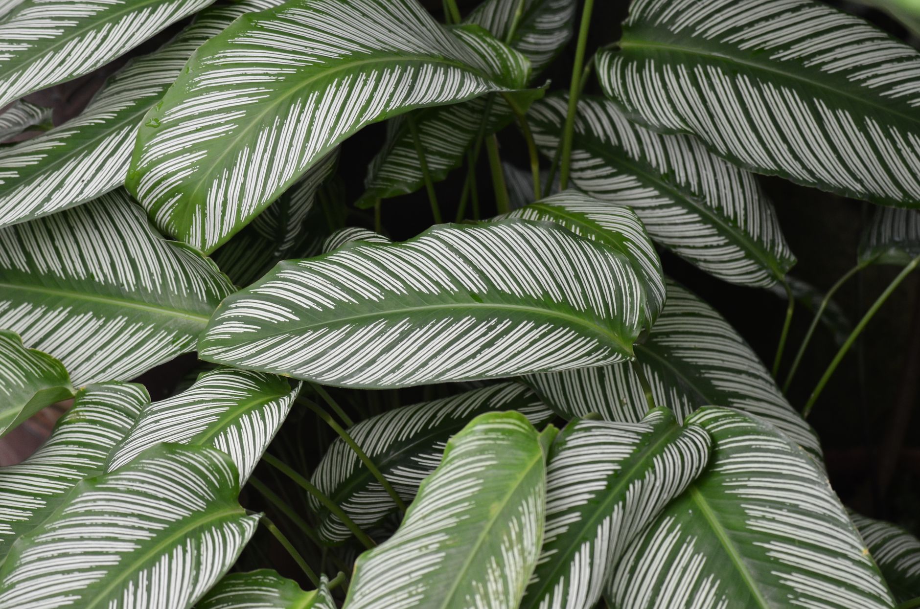 Calathea planta de interior con hojas grandes y patrones decorativos