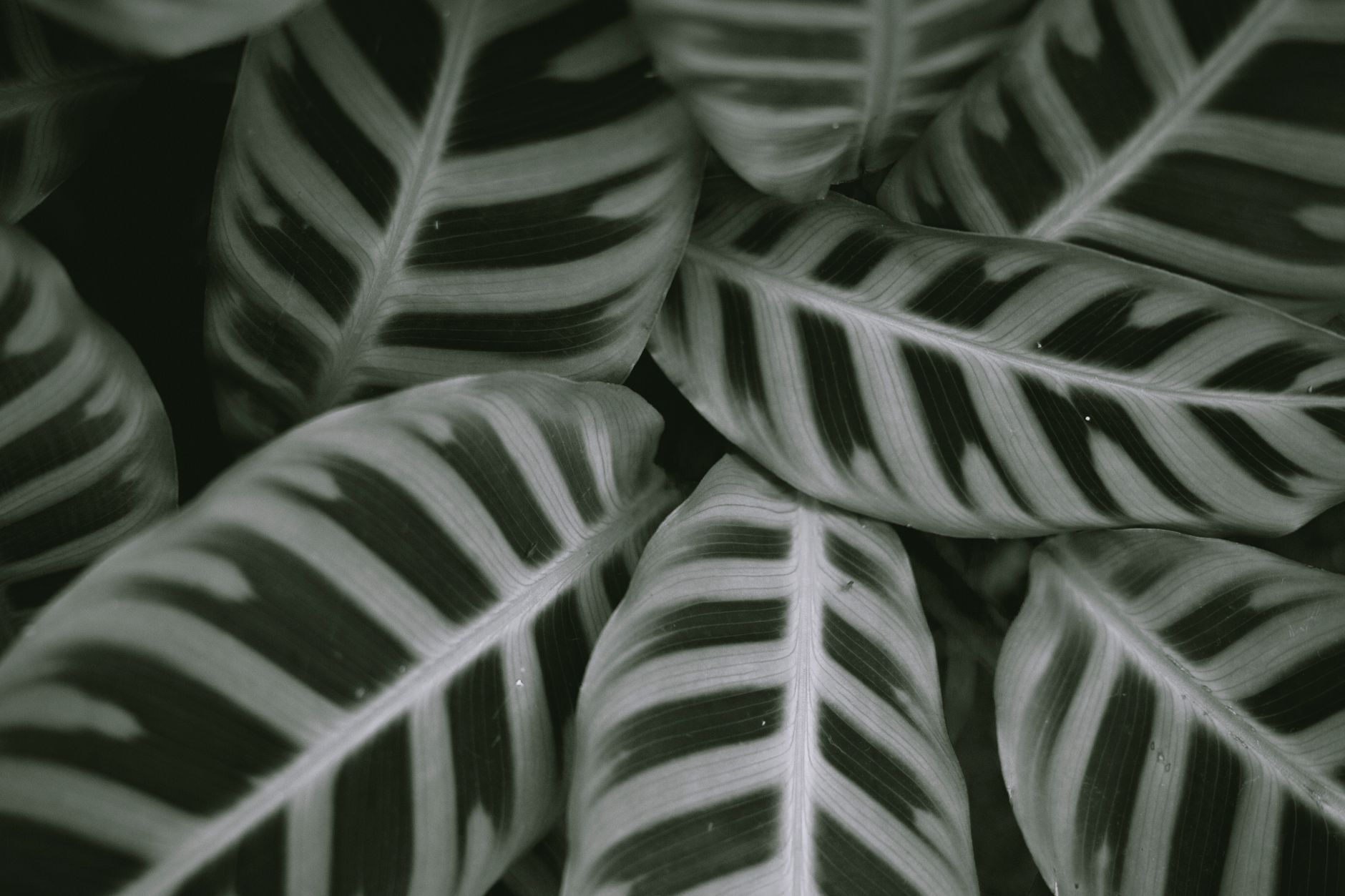 Hojas de Calathea con dibujo rayado característico vistas de cerca