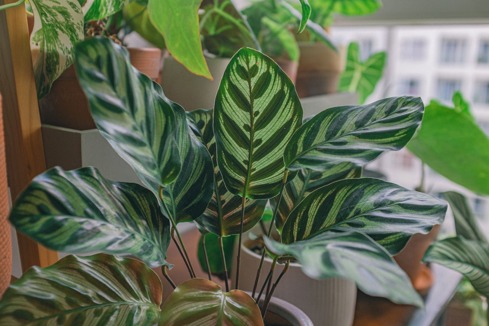 Maceta de Calathea decorando un interior luminoso