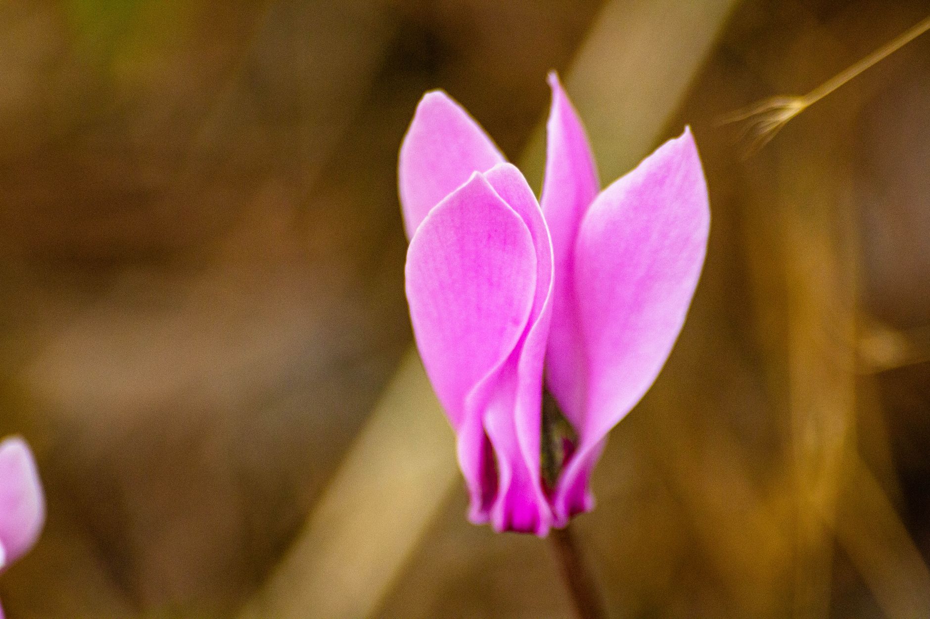 Ciclamen Cyclamen persicum con flores rosas
