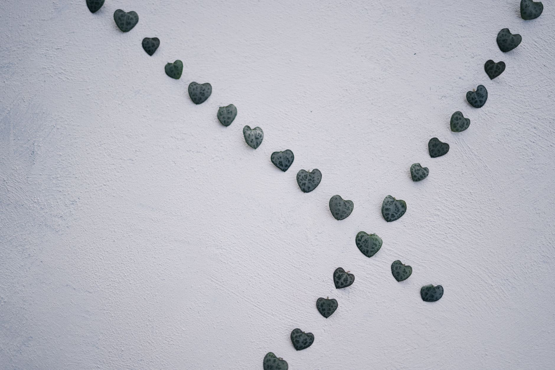 Tallos colgantes del collar de corazones Ceropegia woodii con hojas suculentas en cascada