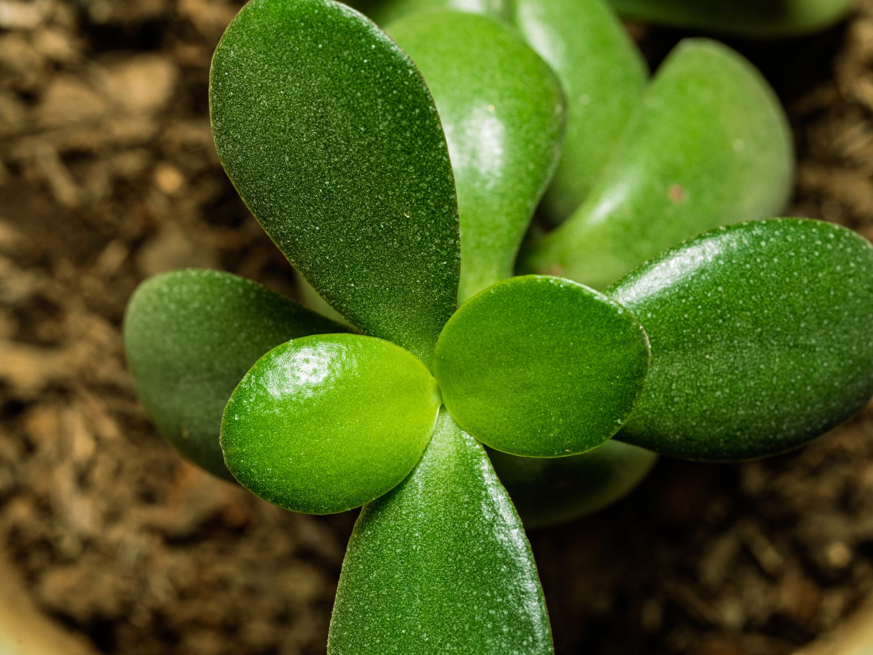 Crassula ovata Árbol de Jade