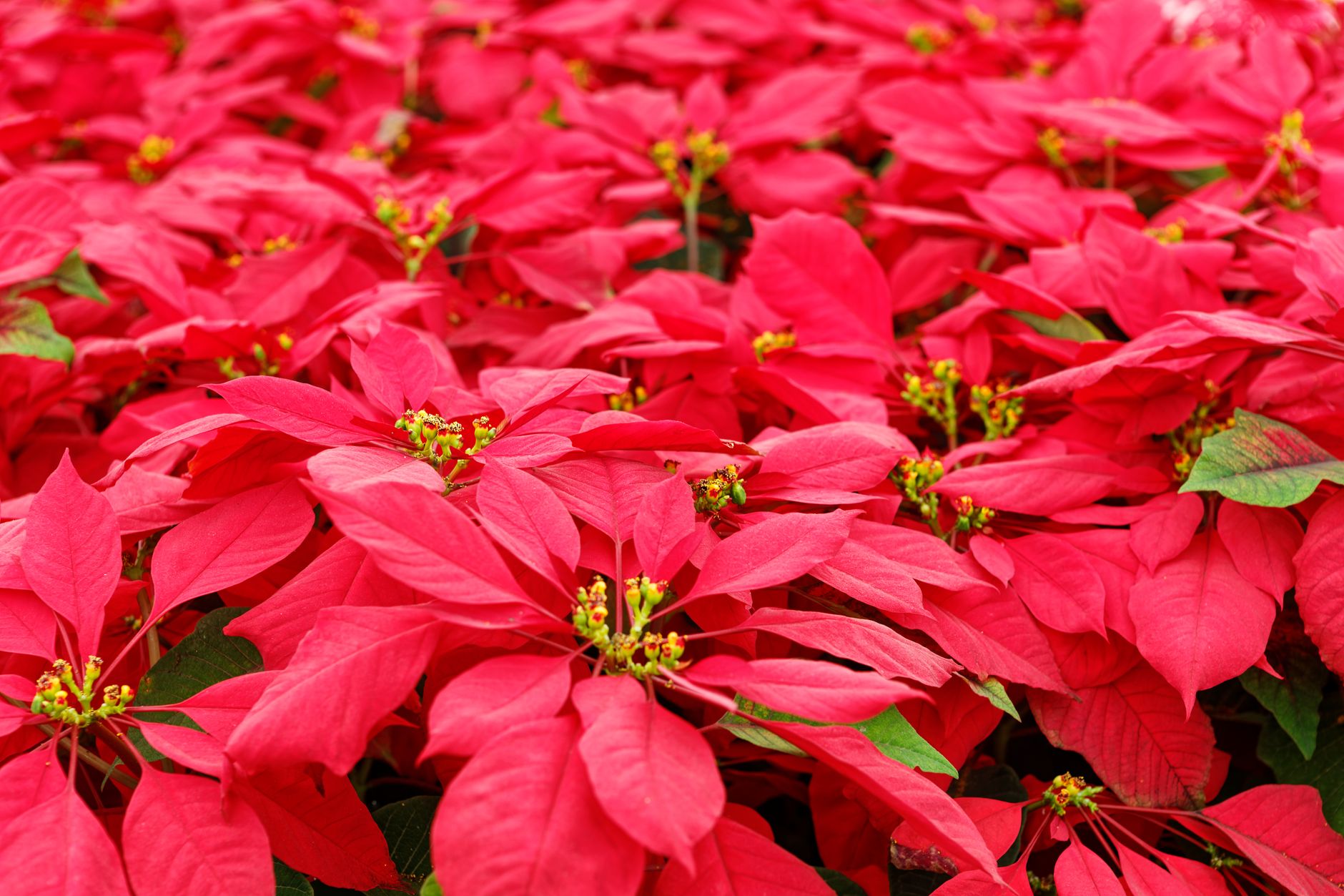 Flor de Pascua Poinsettia segura para mascotas