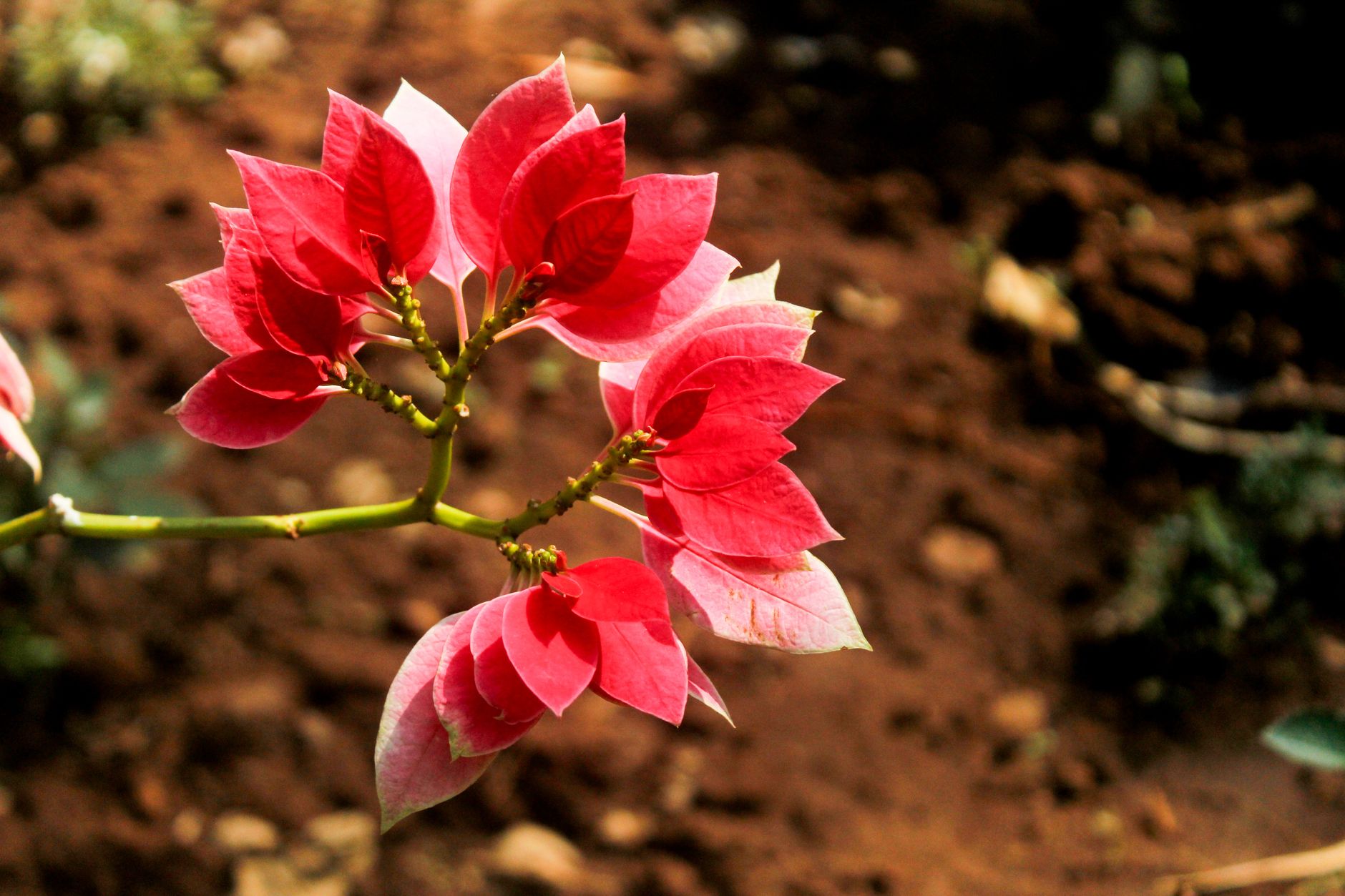 Flor de Pascua Euphorbia pulcherrima en flor con brácteas rojas brillantes en primer plano