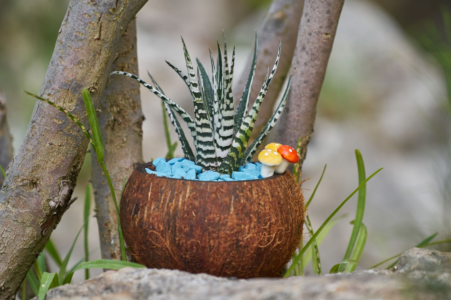 Haworthia suculenta segura mascotas