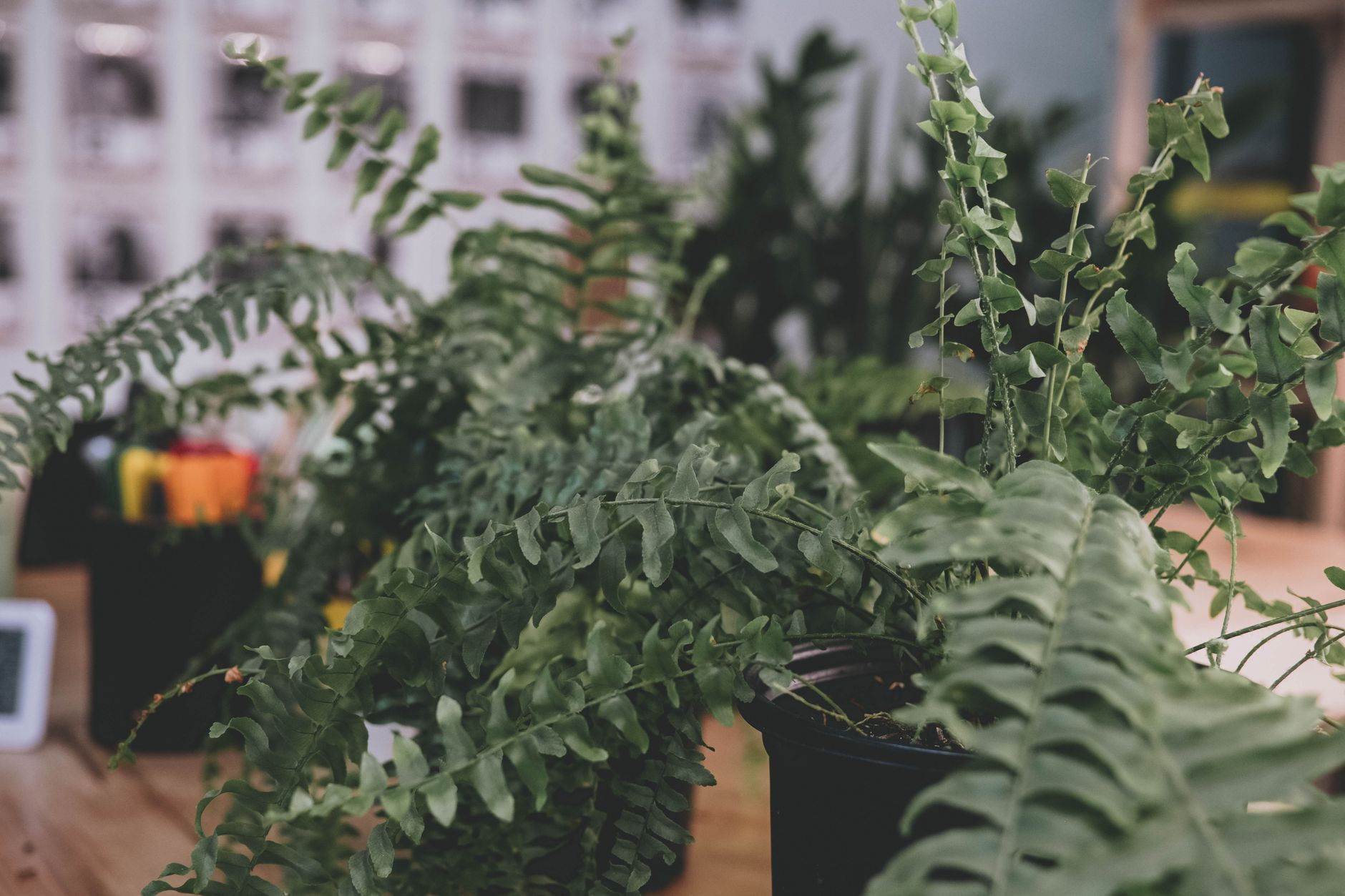 Helecho de Boston (Nephrolepis exaltata) con frondes verdes arqueadas