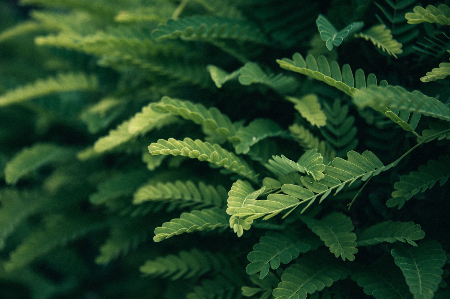 Helecho de Boston de gran tamaño con frondes exuberantes como planta de interior