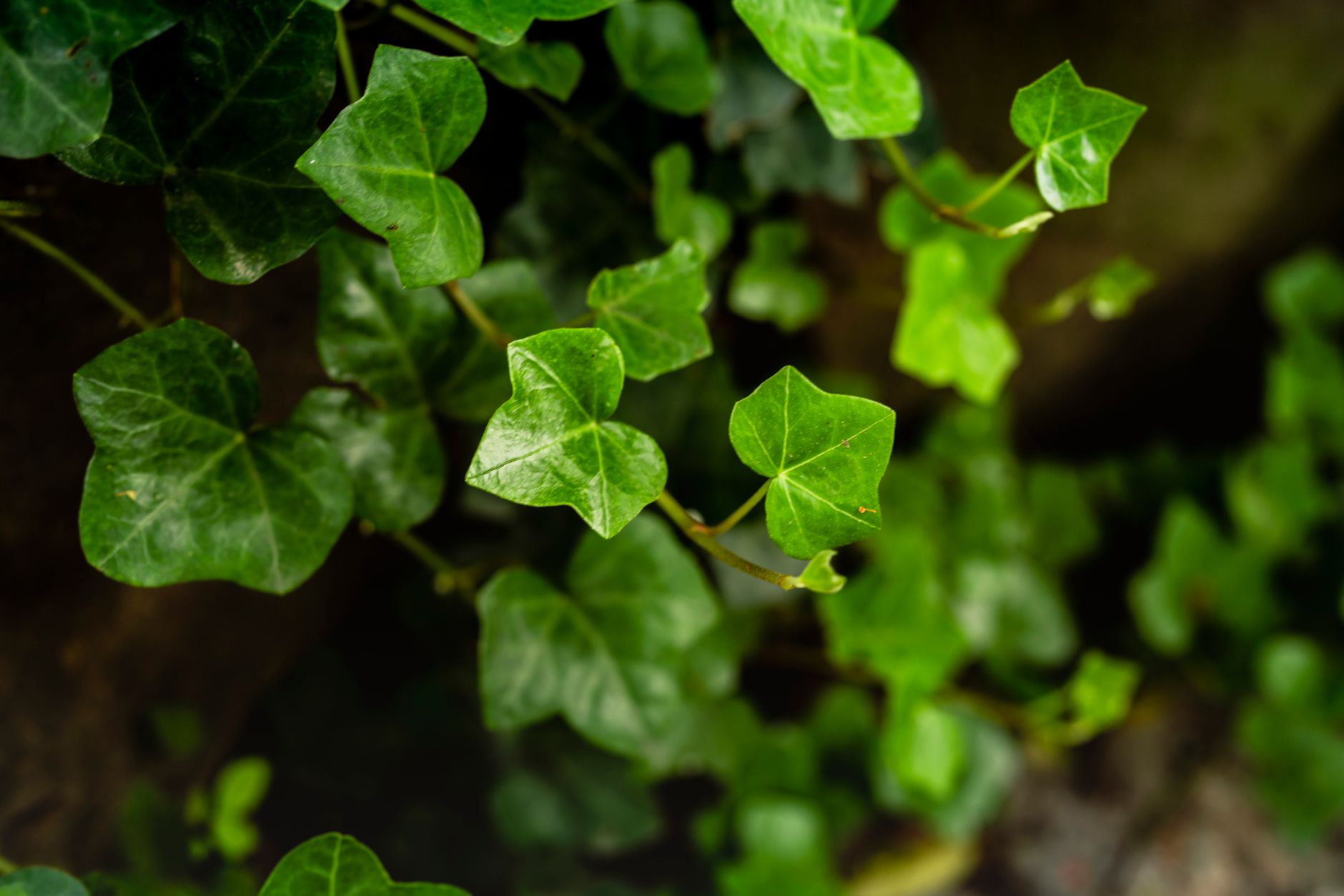 Hiedra planta colgante de interior con hojas verdes