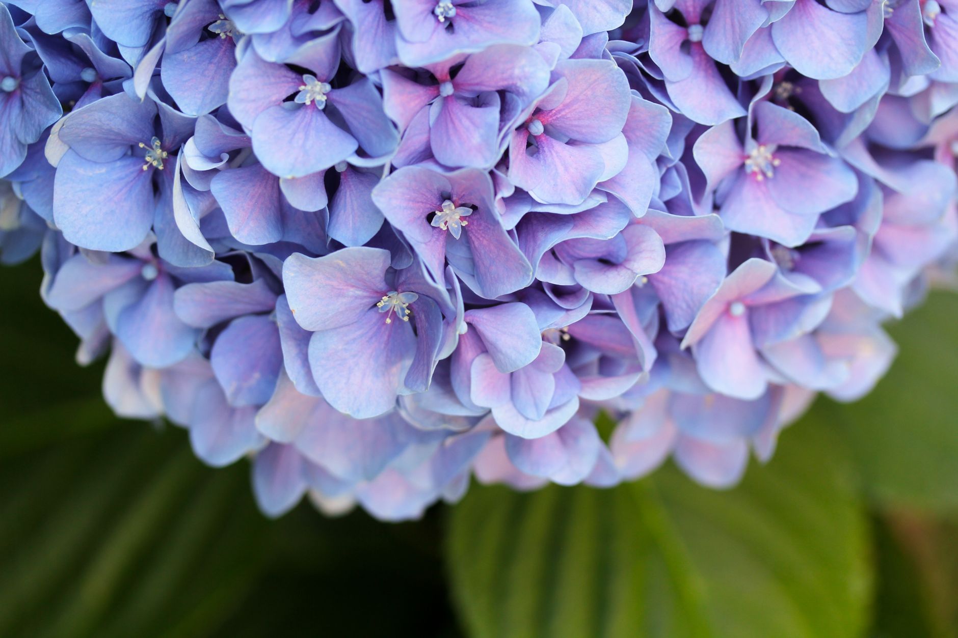 Hortensia Hydrangea macrophylla