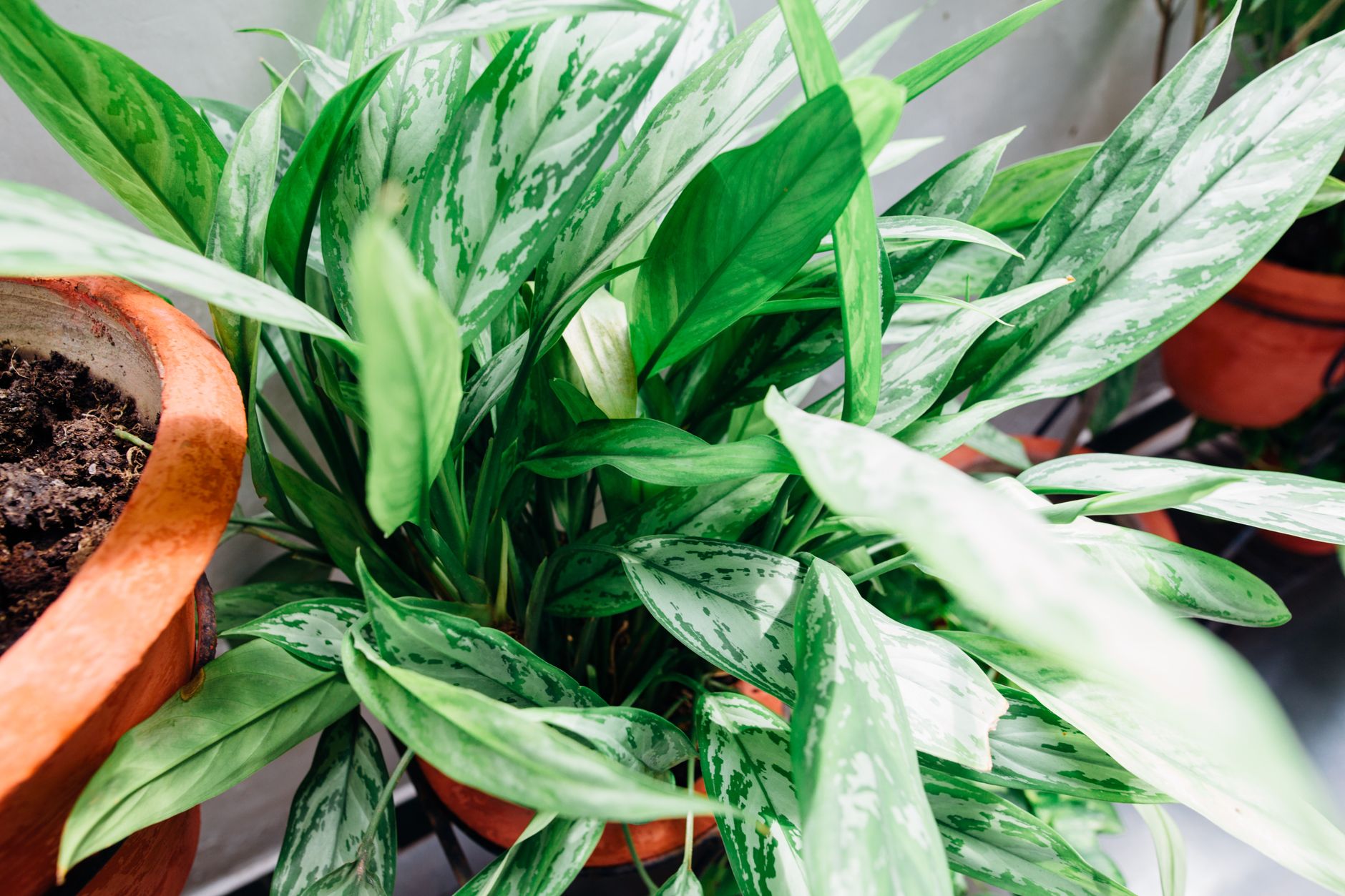 Aglaonema