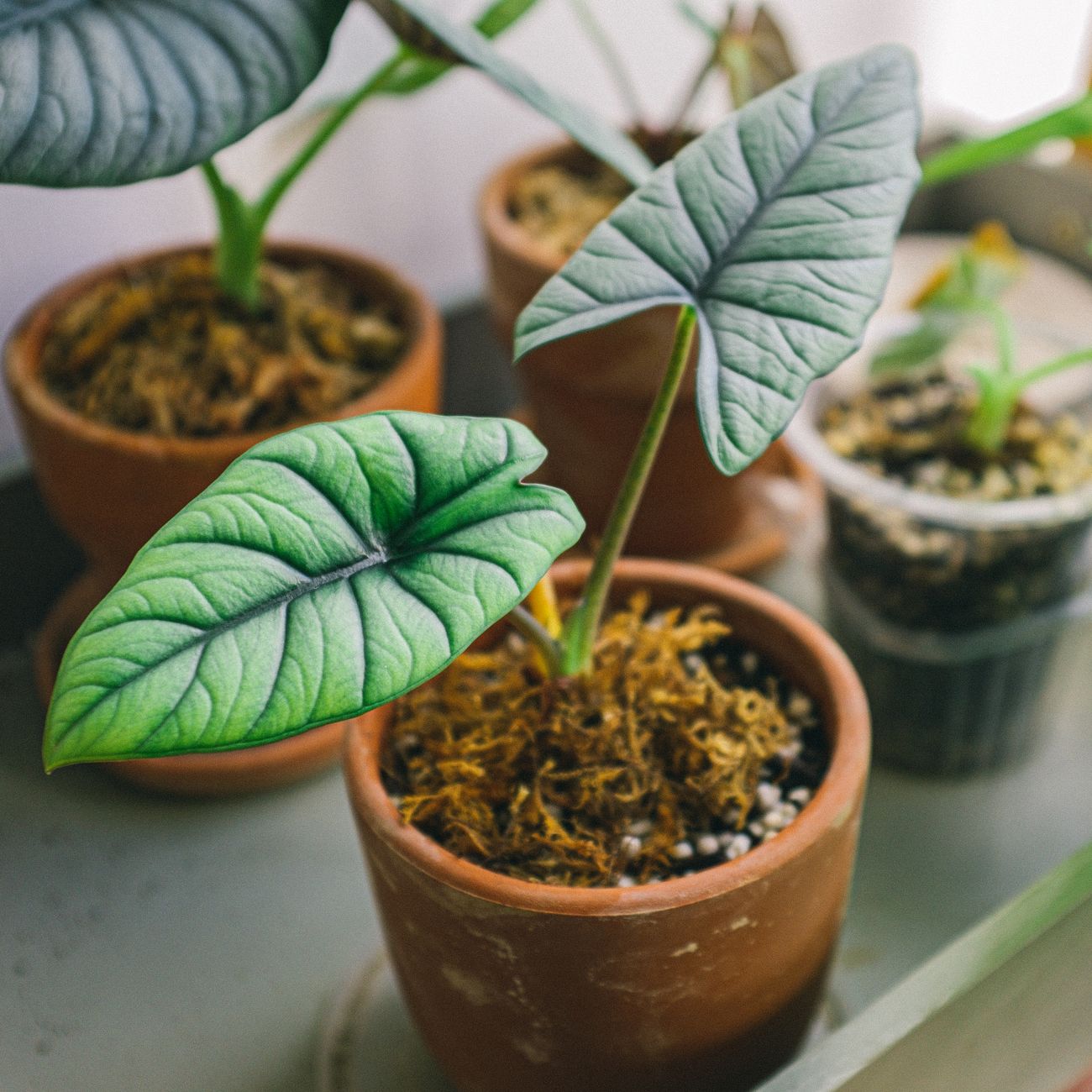 Alocasia