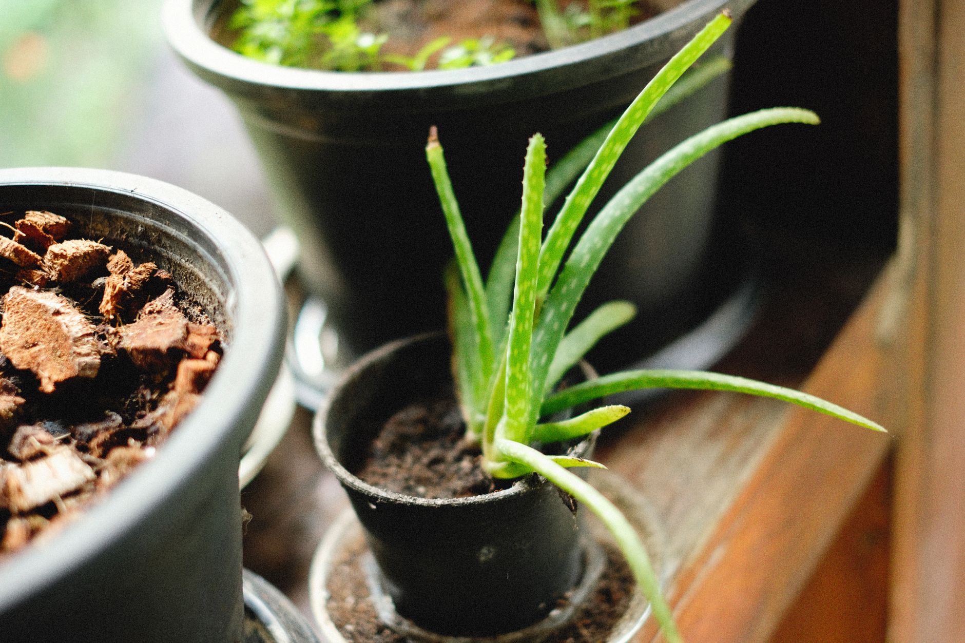 Aloe vera