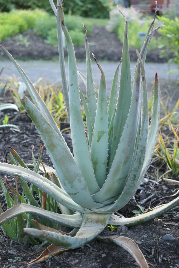 Aloe vera (Aloe vera) planta de interior