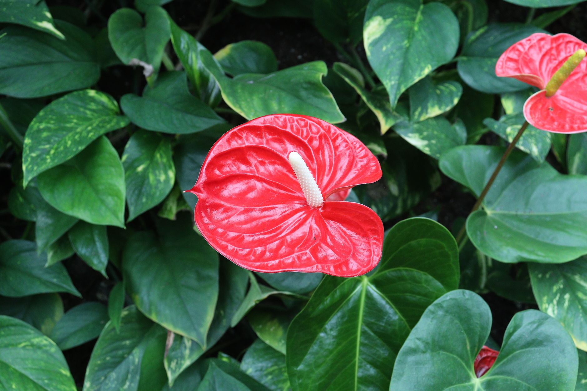 Anturio Anthurium rojo
