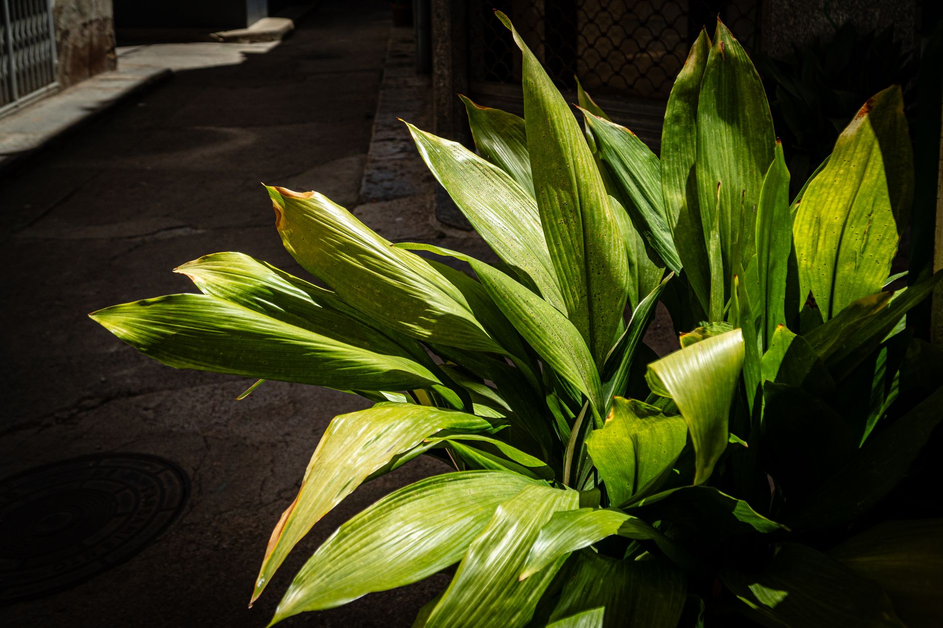 Aspidistra