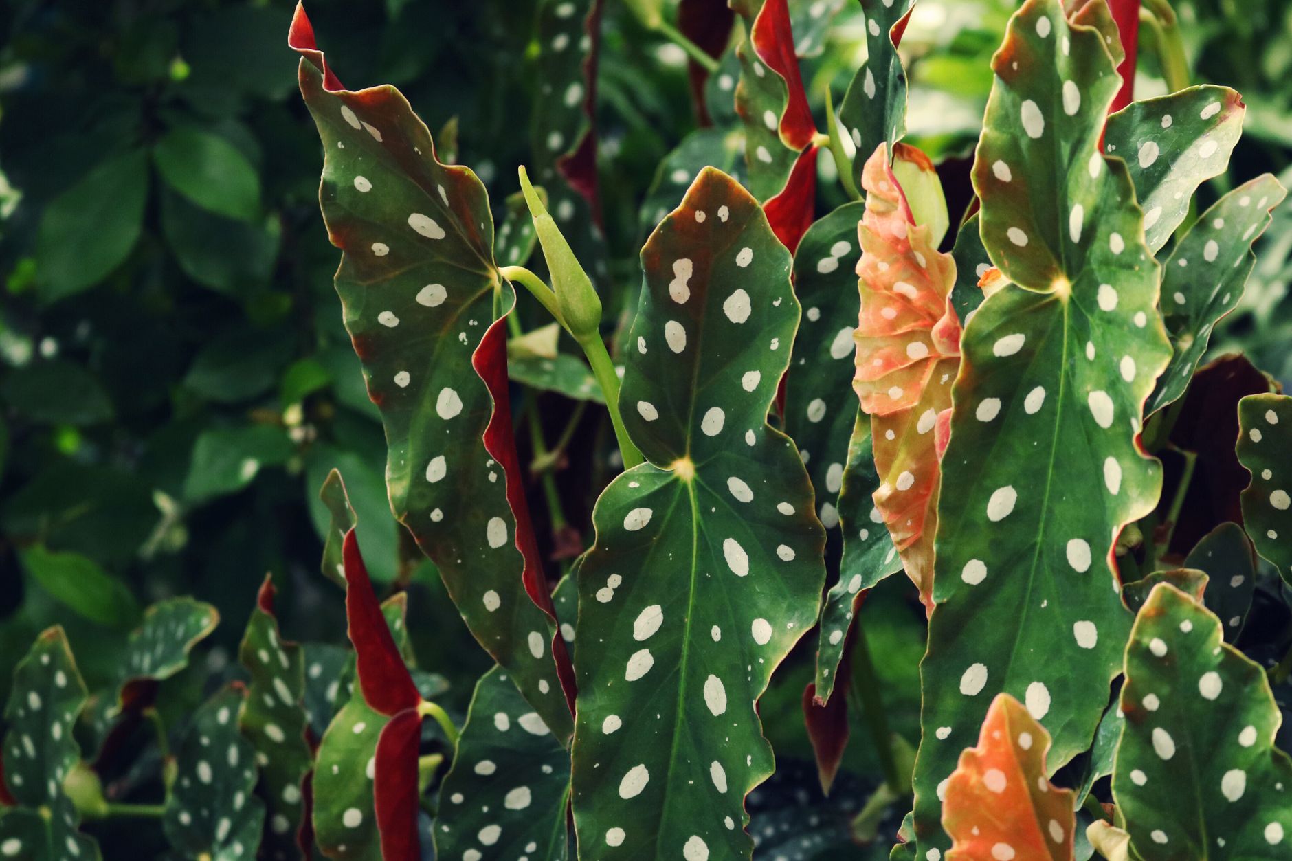Begonia maculata con hojas moteadas