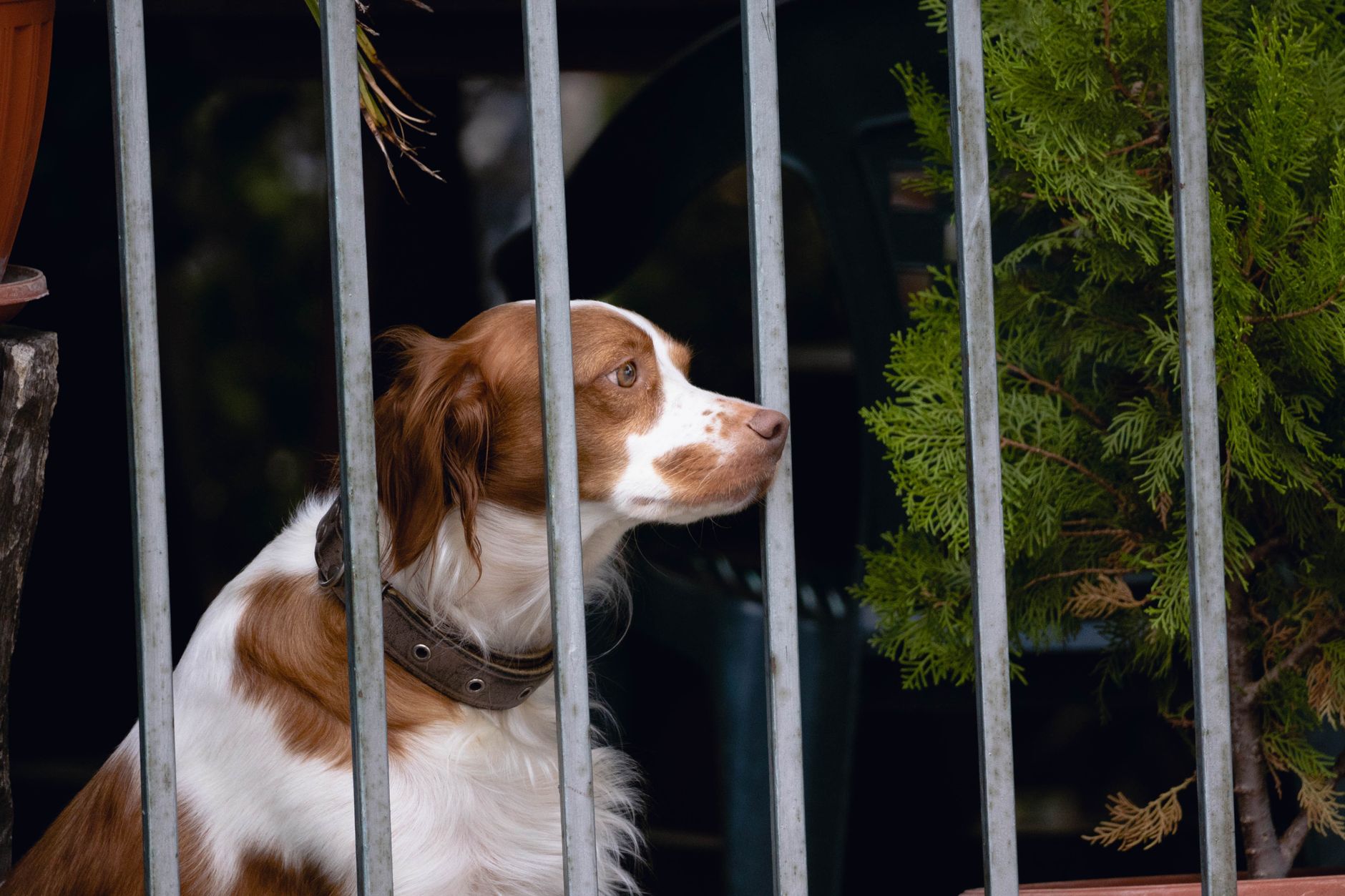 Plantas seguras para mascotas: gatos y perros