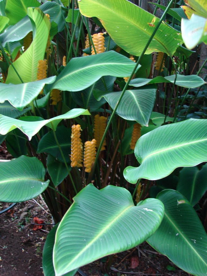Calathea (Calathea) planta de interior