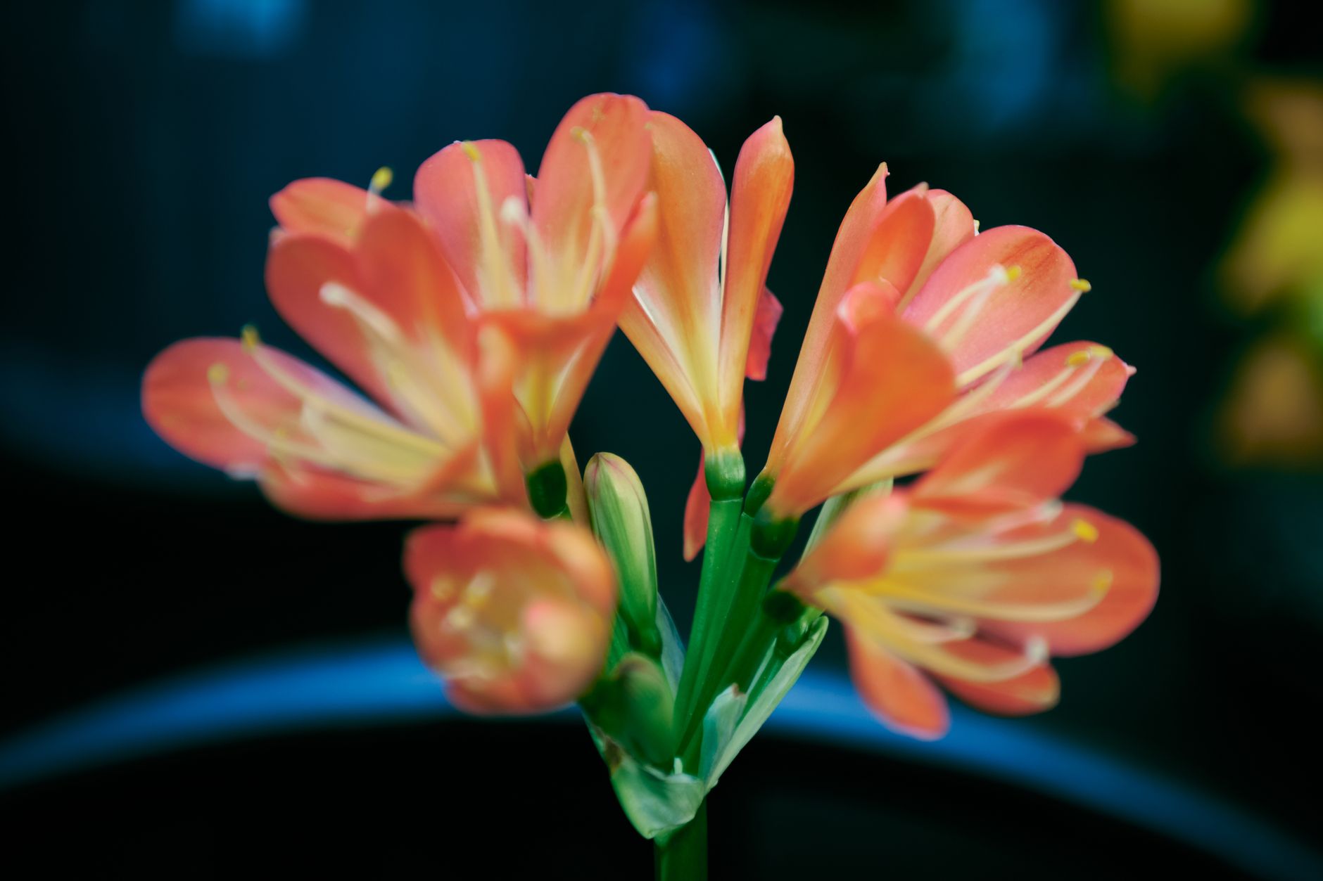 Clivia