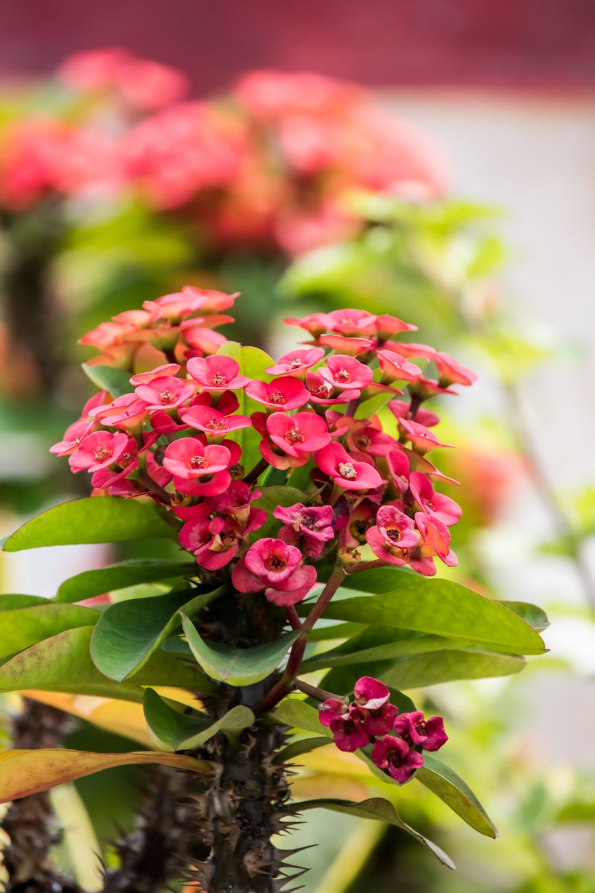 Corona de Cristo Euphorbia milii