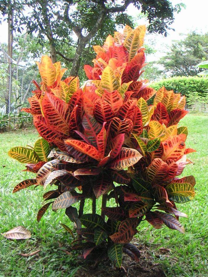Croton (Codiaeum variegatum) planta de interior