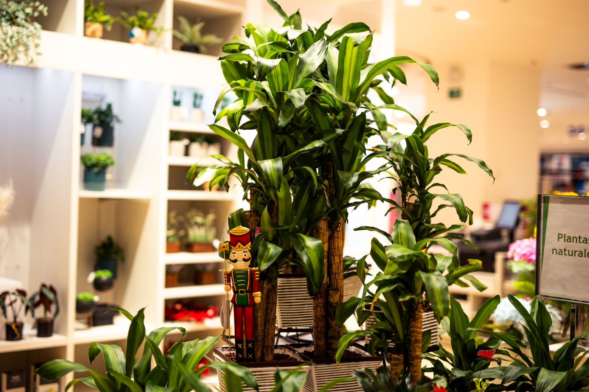 Detalle de hojas largas y arqueadas de Dracena con bordes finos