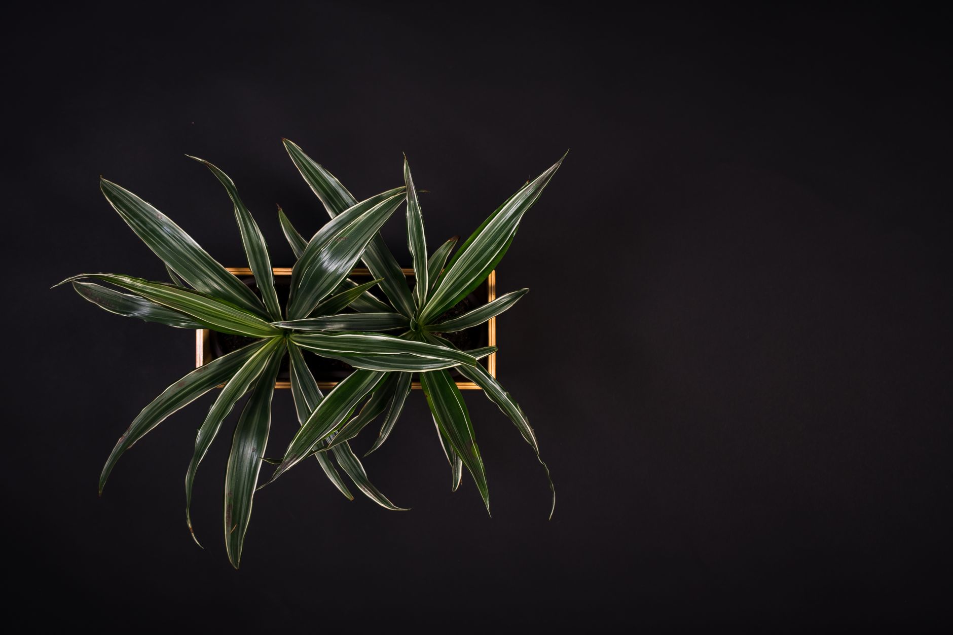 Dracena con puntas de hoja marrones por exceso de flúor en el agua de riego