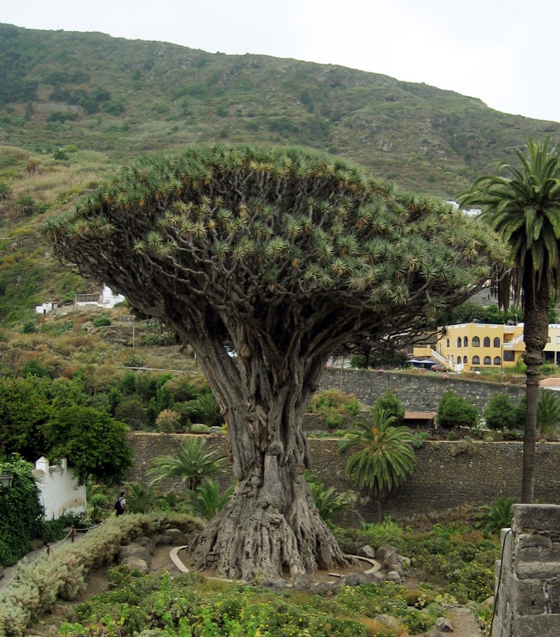 Dracena, planta de interior con tallo leñoso y hojas largas en forma de penacho