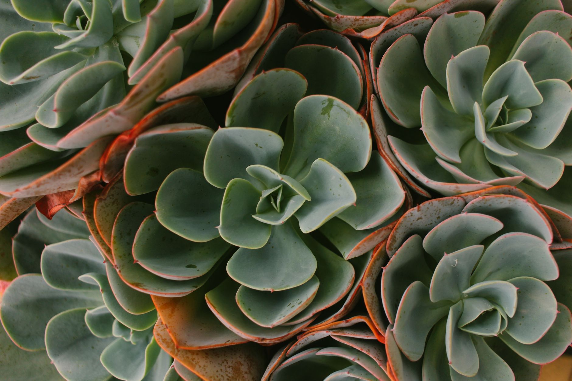 Echeveria suculenta roseta compacta