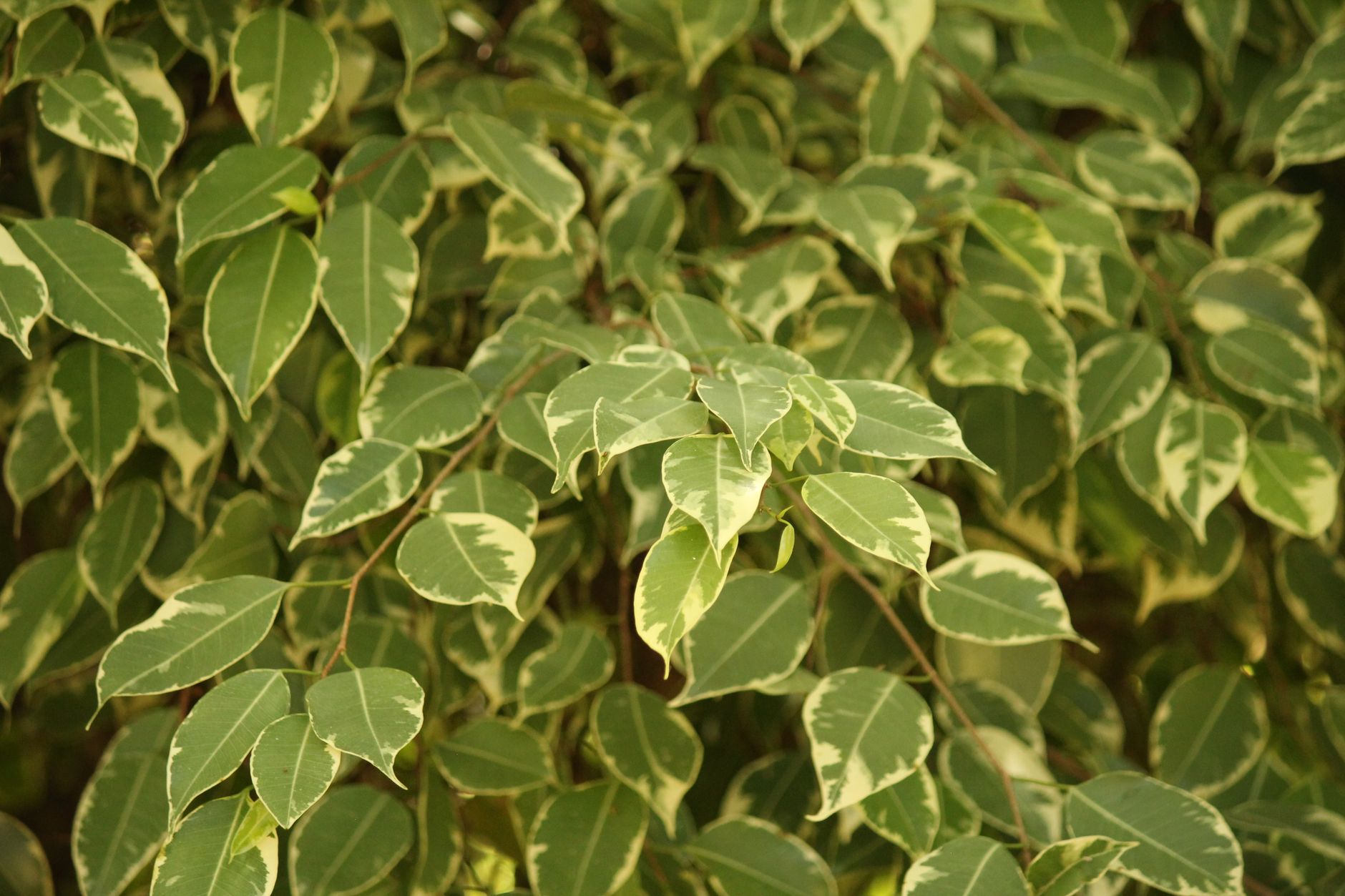 Ficus benjamina planta de interior con hojas pequeñas y ramificación tupida