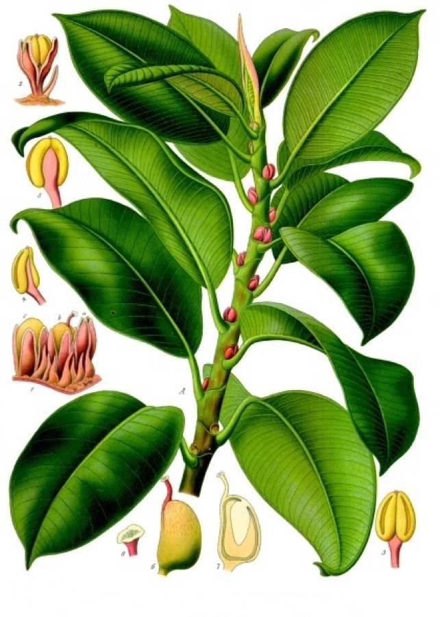Ficus elástica (Ficus elastica) planta de interior