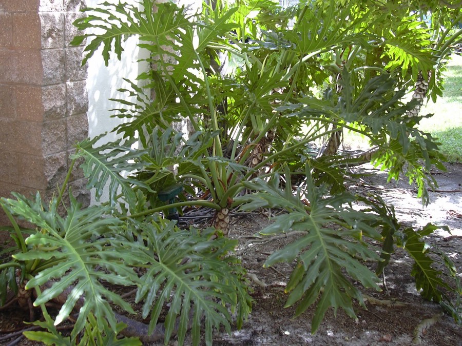 Filodendro (Philodendron) planta de interior con hojas grandes verdes