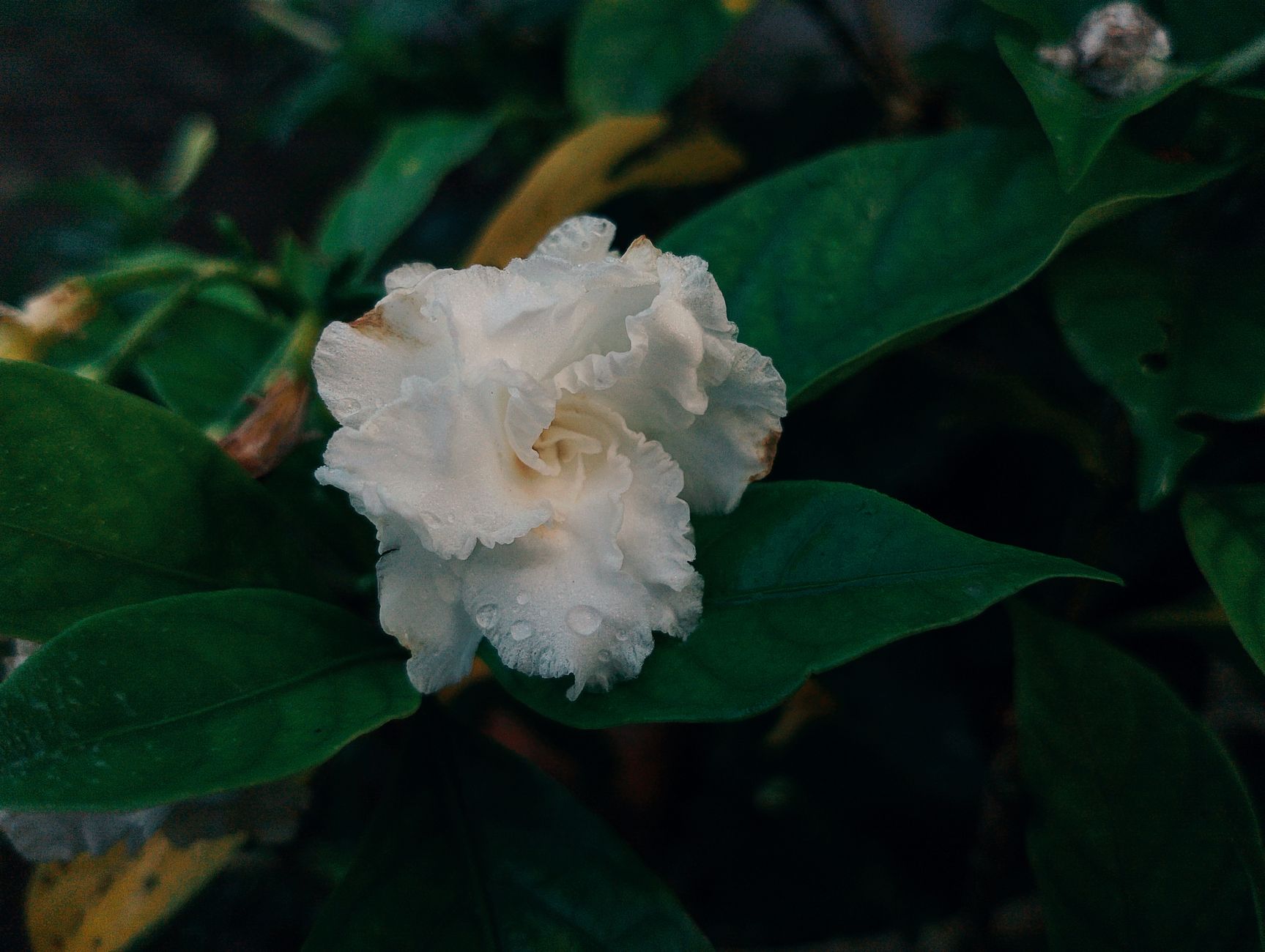 Gardenia jasminoides flores blancas perfumadas