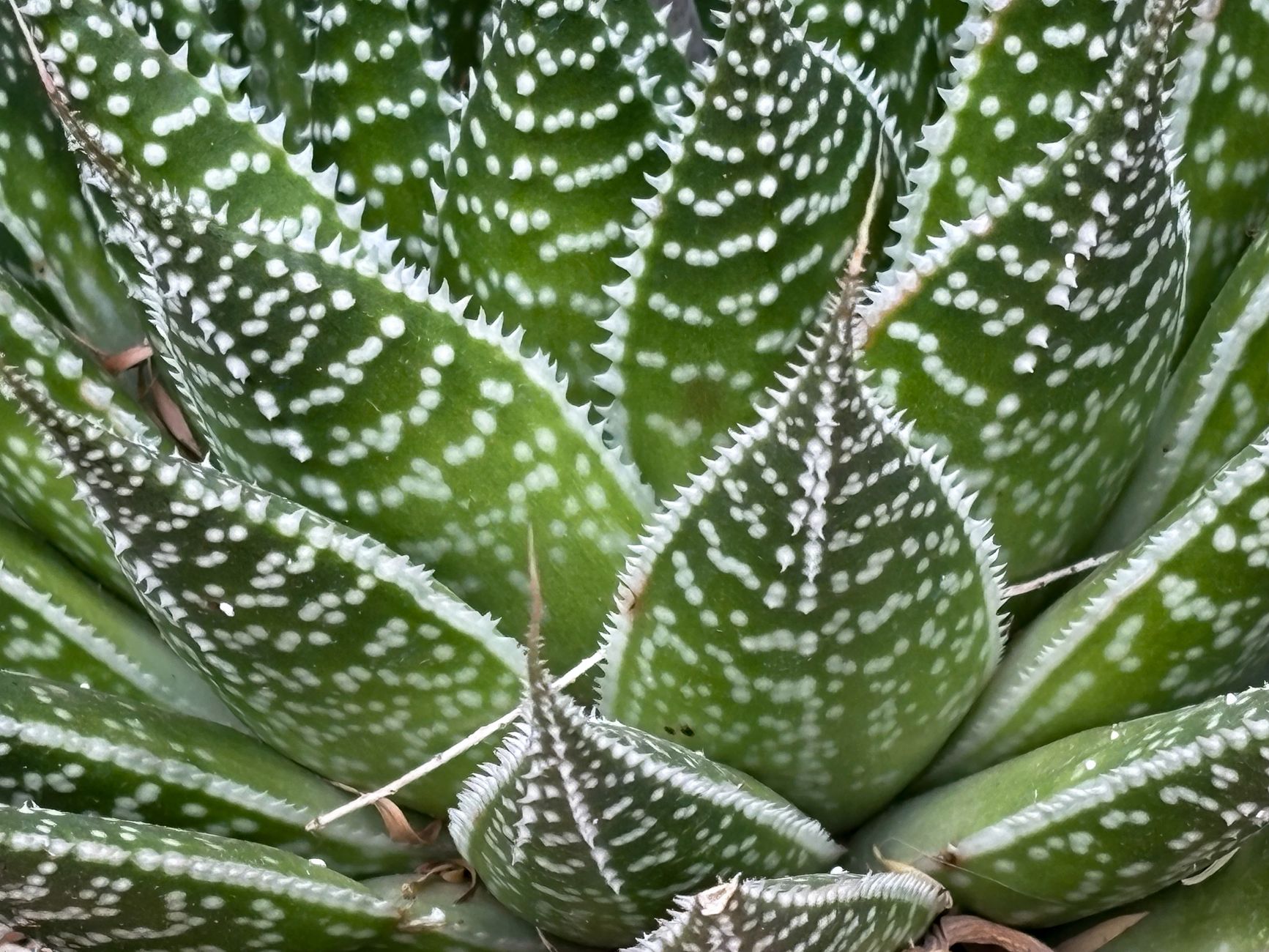 Haworthia