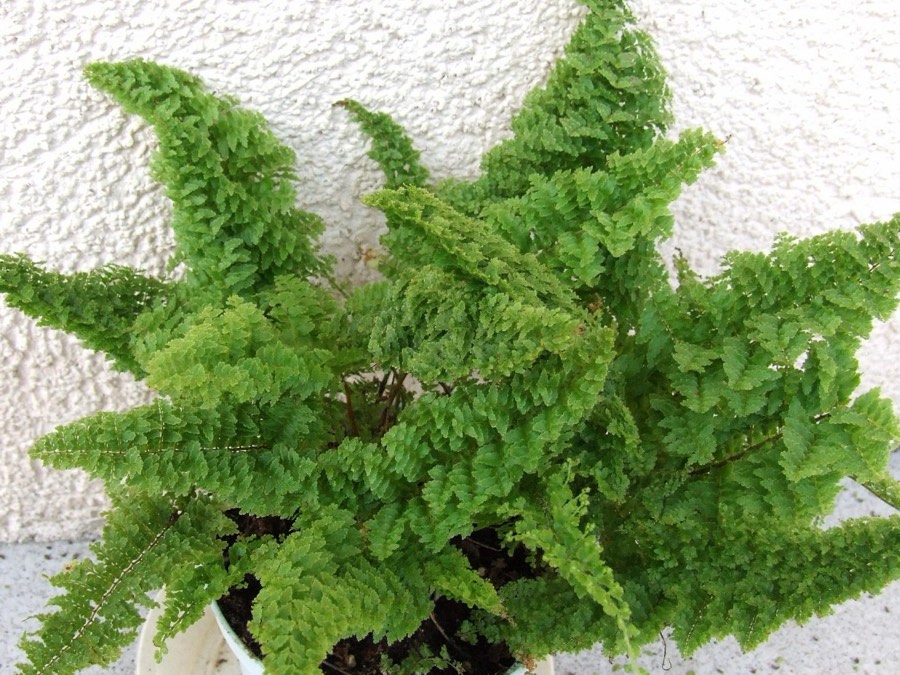 Helecho de Boston (Nephrolepis exaltata) planta de interior