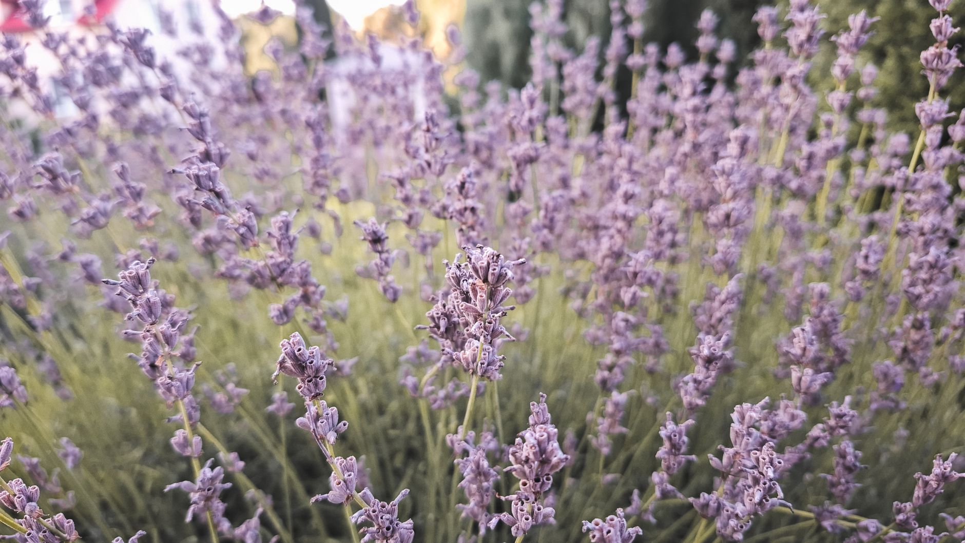 Lavanda en maceta interior junto a ventana soleada con flores