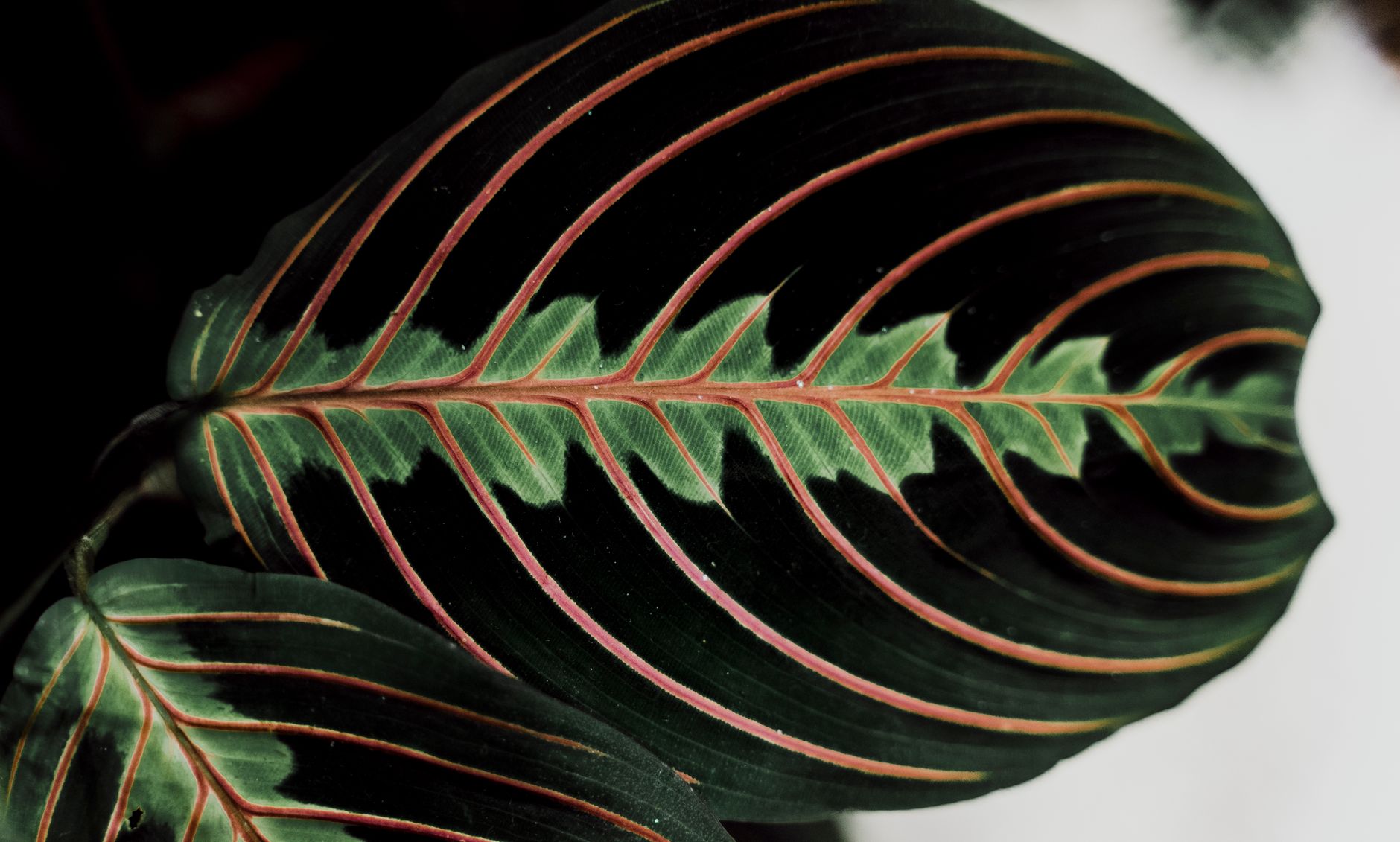 Maranta leuconeura planta de la oración con hojas ovaladas de patrón decorativo
