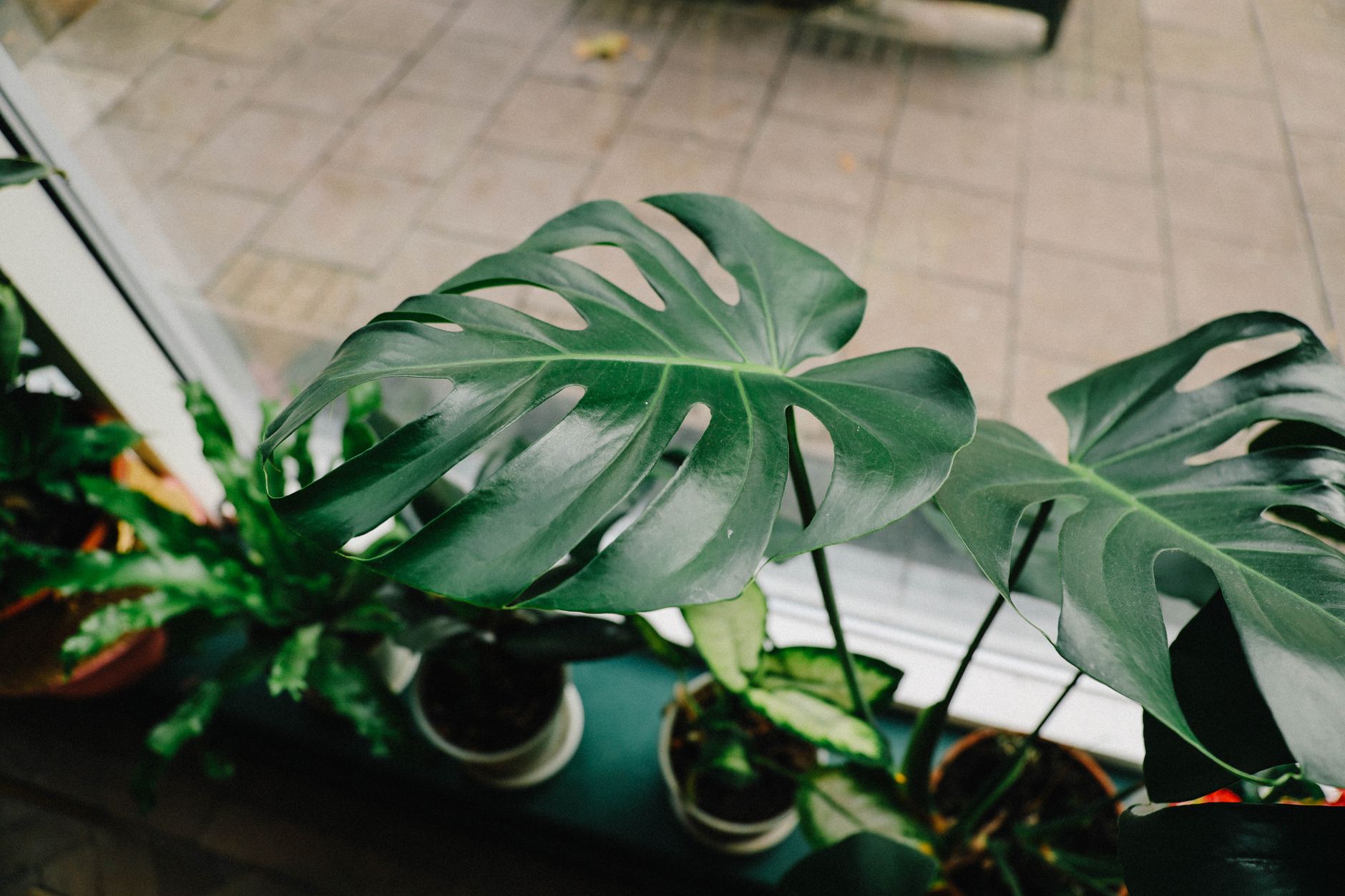 Planta joven de Monstera deliciosa con hojas nuevas enteras sin fenestrar