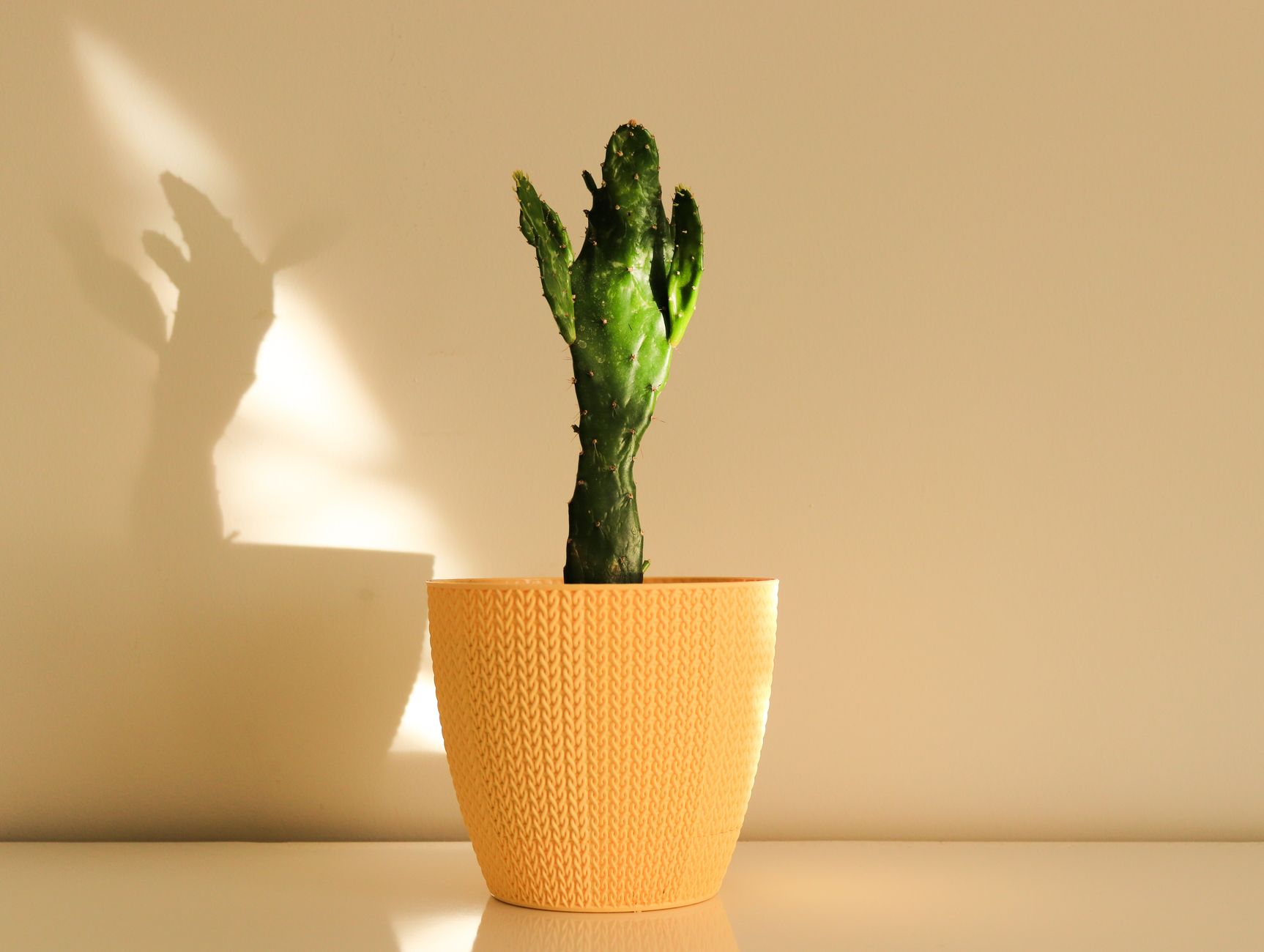 Cactus variados