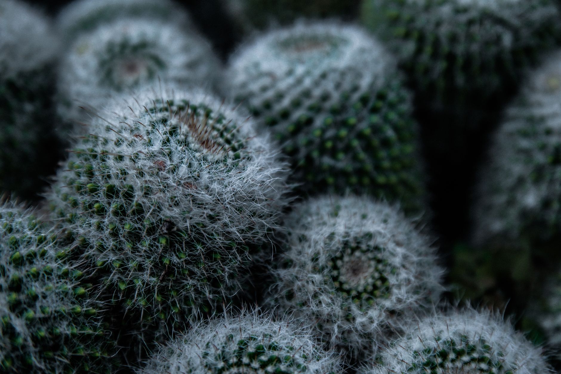 Cactus mammillaria florecido con flores de colores