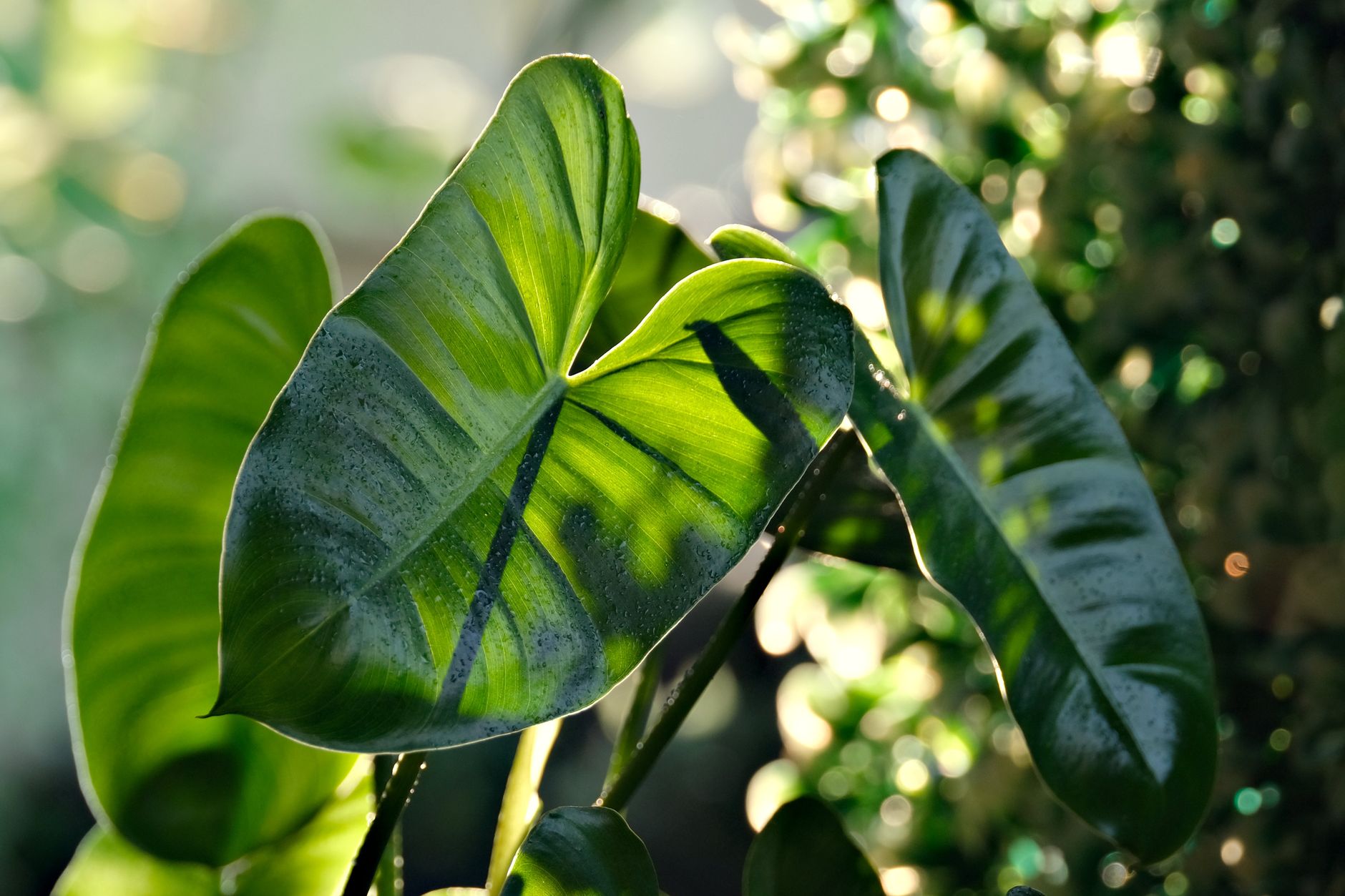 Dracena marginata
