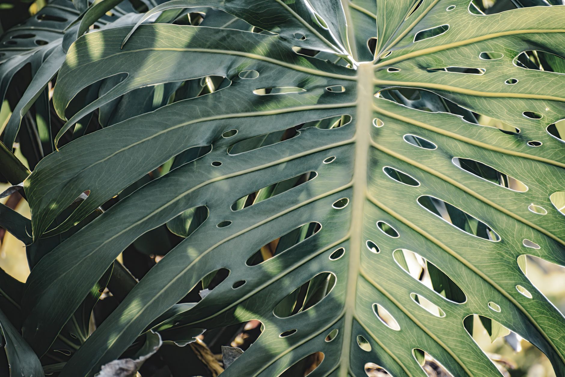 Plantas fáciles de cuidar
