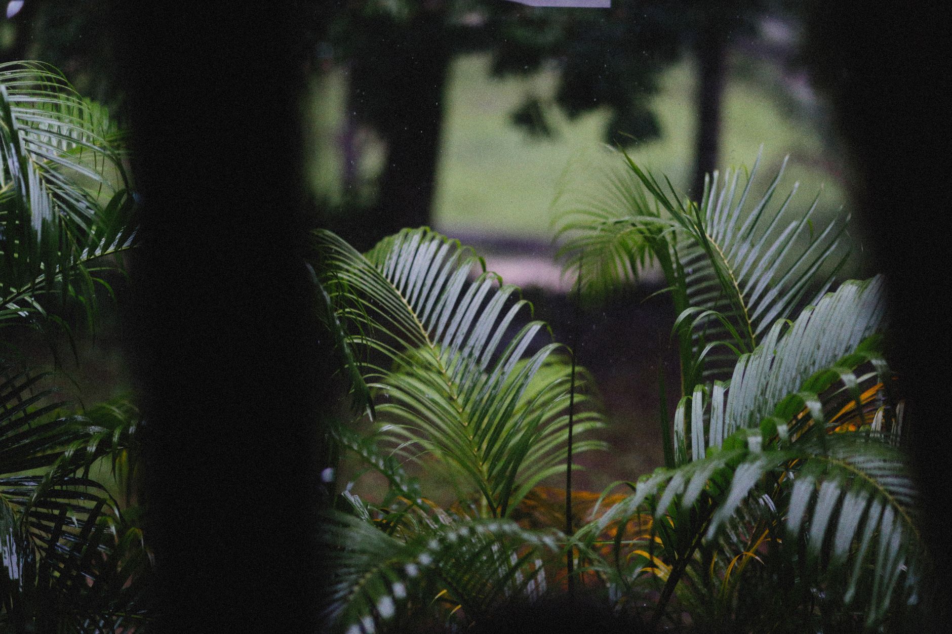 Kentia palmera interior